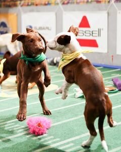 Puppy Bowl XI (2015) постер